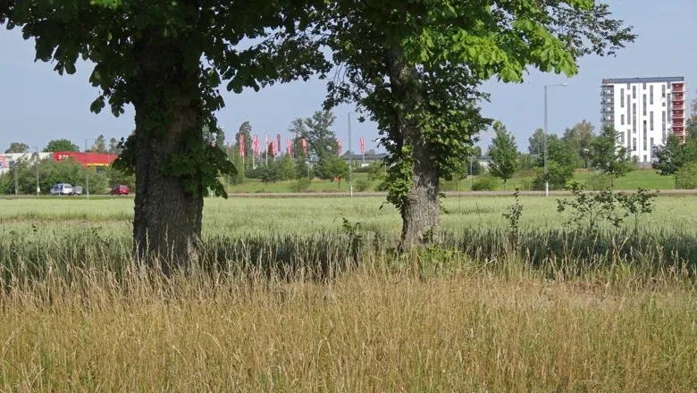 Eklandskapet med två ekar i förgrunden. I bakgrunden ser man flerbostadshus och annan bebyggelse.