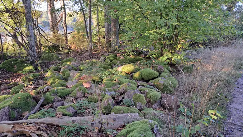 En stig i skogen täckt av grön mossa.
